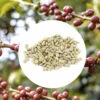 1kg - Café Vert Bio Sueno - Région Altura - Mexique - Décaféiné à L'eau