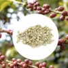 1 Kg - Café Vert - Région Sao Paulo - Brésil - Nature