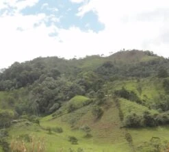 250g Café En Grain Bio La Esperanza - Cafés Lugat -Café De Qualité cafe grains esperanza colombie 5 1