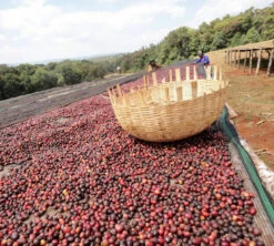 250 G- Café En Grain Dambi Uddo - LE PIANTAGIONI DEL CAFFE -Café De Qualité cafeengrainlpdcdambiuddo2