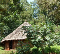 250 G- Café En Grain Dambi Uddo - LE PIANTAGIONI DEL CAFFE -Café De Qualité cafeengrainlpdcdambiuddo3