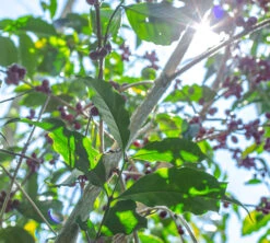 Boite Conservatrice Noire Avec Vide D'air 1kg - Cafés Lugat -Café De Qualité cafeier