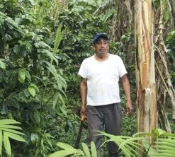 Café En Grains Bio : Mexique - Sueño - Décaféiné à L'eau - 1Kg - Cafés Lugat -Café De Qualité decafeine altura mexique 4