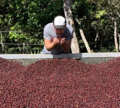 250g Café En Grains - Himalaya Pineapple - THE BARN -Café De Qualité himalaya cerise caf