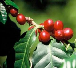 Café En Grains : Inde - Malabar - 1Kg - Cafés Lugat -Café De Qualité inde malabar moussone 3